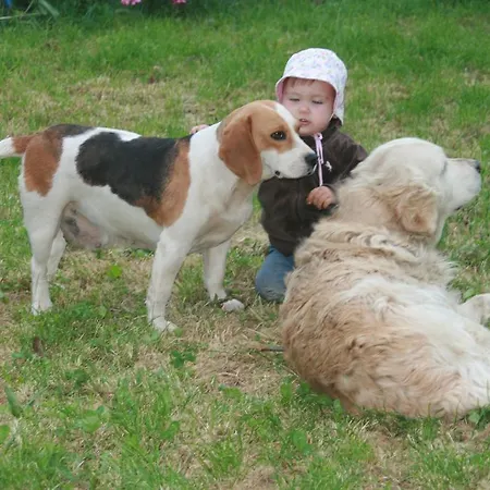 Klub Kovac Affittacamere *